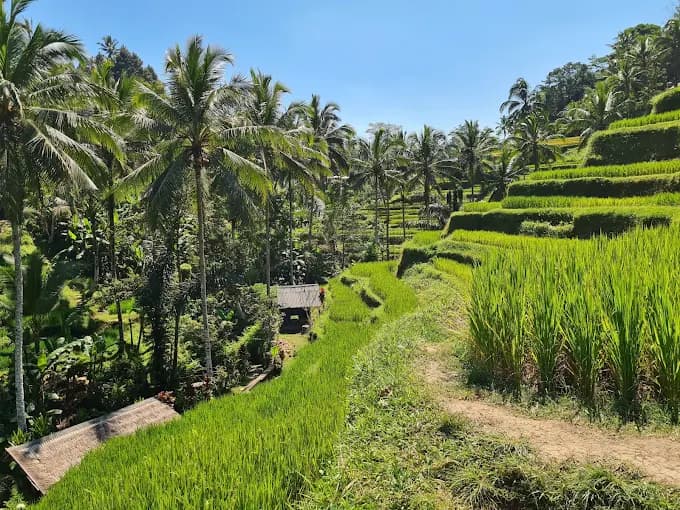 Perfect Day Trip from Lovina to Ubud: Complete Itinerary